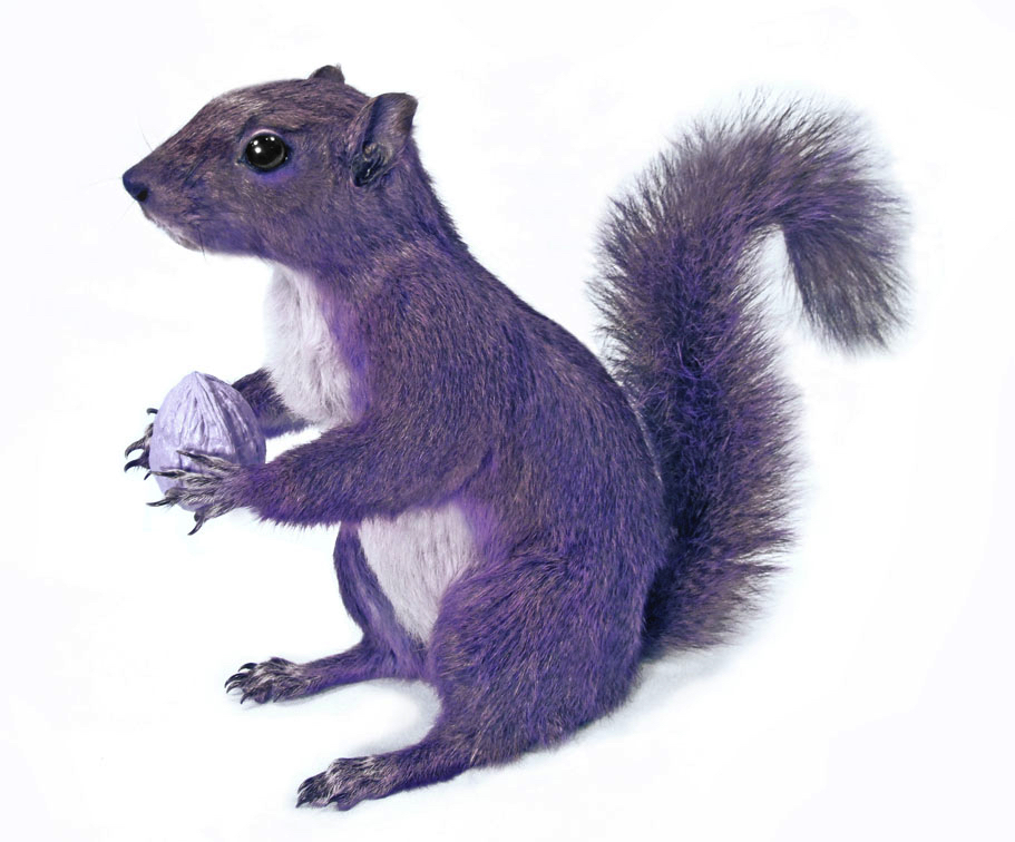 THE ELUSIVE PURPLE SQUIRREL